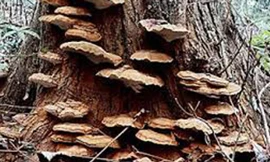 Nấm Lim mọc trên thân, tinh chất thấp