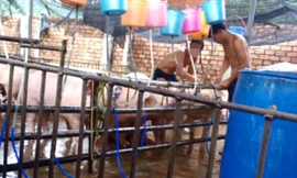 Thợ đang bơm nước cho heo tại lán ở ấp Bắc Hòa - Ảnh: Trung Hiếu 