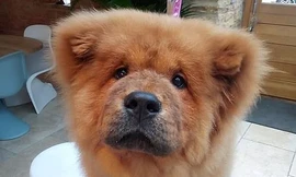 Chú chó đáng thương có tên Bungle.