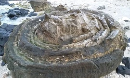 Hóa thạch san hô nặng hàng tấn. Ảnh: Nguyễn Xuân Nam.