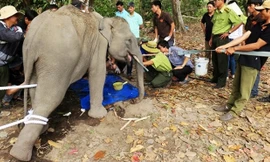 Các chuyên gia quốc tế chăm sóc voi ở Đắk Lắk