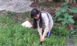 Ngoài việc phụ mẹ lột hạt điều, Ngọc Mai còn đi cắt rau ngổ bán lấy tiền mua gạo.