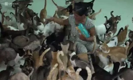 Người phụ nữ hơn 20 năm sống với hàng trăm con mèo giờ ra sao?