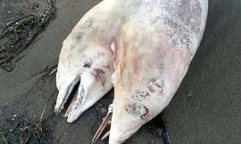 Xác con cá heo hai đầu dạt trên bờ biển Izmir