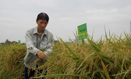 Những giống cây trồng bạc tỷ