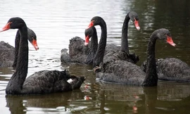 Đàn thiên nga được thả ở Hồ Gươm.