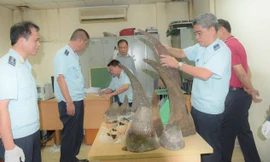 Lực lượng chức năng phát hiện 13 sừng tê giác. Ảnh: HQQ