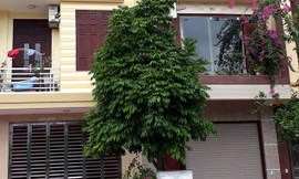 Nhà chủ tịch phường Lê Hồng Phong (phải). Ảnh: TH