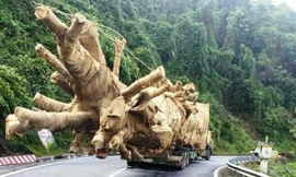 Cây khủng bon bon trên đường vượt qua nhiều trạm CSGT nhưng chưa bị xử lý.