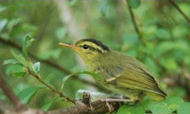 Phát hiện nhiều loài chim quý ở Phong Nha - Kẻ Bàng