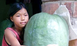 Bí đao khổng lồ được giá