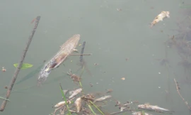 Cá chết vẫn còn trôi nổi trên sông (ảnh chụp chiều 9-5)