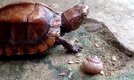 Phát hiện động vật rừng quý hiếm lạc vào phố