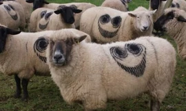 Mặt cười ‘bí ẩn’ trên lưng cừu