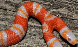 Phát hiện rắn sữa hai đầu bạch tạng