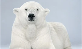 Vẻ đẹp cuộc sống băng giá