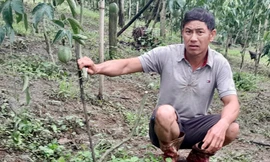 Hơn 300 gốc cây chanh dây đang cho thu hoạch bị kẻ gian cắt đứt ngang thân