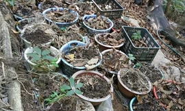 Truy tìm kẻ cắp hơn 800 cây sâm Ngọc Linh 