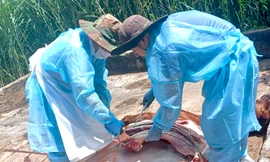 Vụ hàng loạt bò sữa chết bất thường: Cục Thú y mổ khám, tìm nguyên nhân 