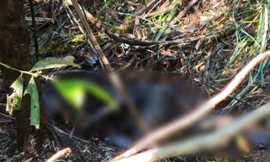 Phát hiện thi thể cháy đen trong rừng ở Lâm Đồng