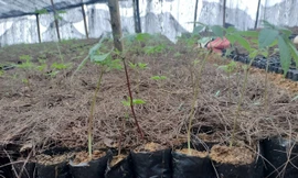 Bán ‘quốc bảo’ giả trên mạng xã hội, một thanh niên bị khởi tố