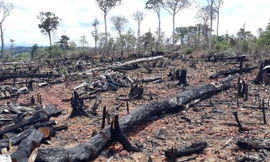 Khởi tố, bắt giam nhóm đối tượng khai thác gỗ trái phép