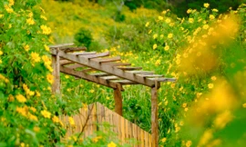 Hoa dã quỳ nở rộ, cao nguyên Lâm Đồng đẹp như trong tranh