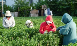 Công nhân bị mất việc đi ngắt lá, nhặt chồi tìm Tết