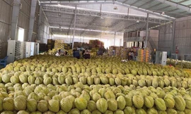 'Vua trái cây' rớt giá thảm: Đằng sau việc nhà nhà, người người trồng sầu riêng