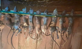 Người Xơ Đăng làm món 'quý tộc' đãi khách quý ngày Tết