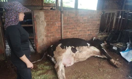 Vụ hàng loạt bò sữa chết bất thường: Lộ đơn vị cung cấp vắc xin