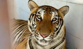 Tận thấy đàn thú quý hiếm được bác sĩ thú y 'tái sinh'