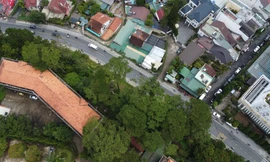 Toàn cảnh hàng cây thông ba lá lâu năm sắp bị chặt hạ, di dời tại Đà Lạt