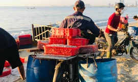 Ngư dân Đà Nẵng kiếm tiền triệu từ cá cơm