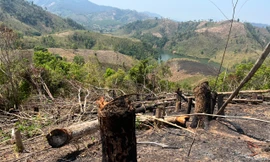 Rừng bị phá, đốt nhưng địa phương báo cáo 'dọn thực bì'