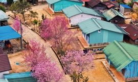 Hoa đào rực rỡ quanh ngôi làng nhỏ trên cao nguyên 