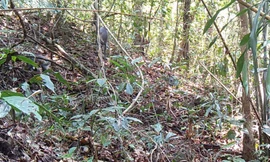 Đàn voọc bạc quý hiếm xuất hiện tại Kon Tum sau 5 năm biệt tích