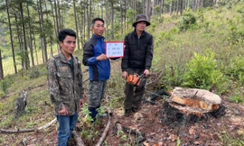 Tạm giữ hình sự 3 người cưa trộm gỗ trong rừng phòng hộ