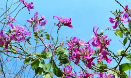 Hoa ban khoe sắc tím rực rỡ trên đường vào thành phố Kon Tum