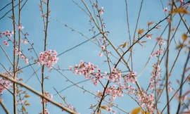 Hoa đào Măng Đen có gì đặc sắc mà du khách mong chờ đến vậy?