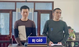 Phá rừng, hai thanh niên lãnh án 36 tháng tù