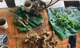 Tiêu hủy gần 150 cây giống sâm Ngọc Linh dởm