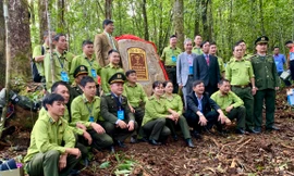 Công nhận 108 ‘hóa thạch sống’ ở Lâm Đồng là cây di sản Việt Nam