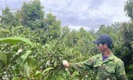 Tỉnh Gia Lai phê bình hàng loạt đơn vị, địa phương chậm trễ giải ngân nguồn vốn