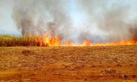 Kon Tum: Hỗ trợ thu mua 350 tấn mía bị cháy cho nông dân