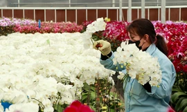 Các làng hoa cao cấp ở Lâm Đồng tất bật vụ Tết