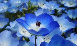 Đam mê vẻ đẹp cánh đồng hoa rực rỡ