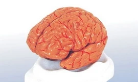 Não người nhân tạo sẽ ra đời trong 10 năm tới