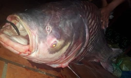 Con cá hô được ngư dân bắt tại sông Nha Mân (một nhánh nhỏ của sông Tiền) chảy qua ấp Nha Mân, xã Tân Nhuận Đông, huyện Châu Thành, tỉnh Đồng Tháp.