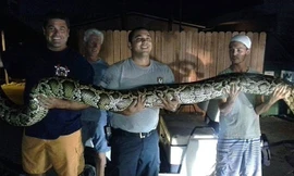 Các nhân viên chụp hình cùng con con trăn. Nguồn: DM.